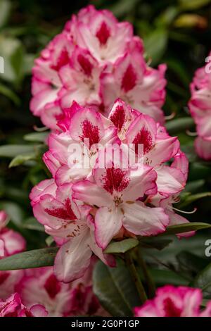 Rhododendron Hachmann's Charmant flowers and foliage, natural flower portrait Stock Photo