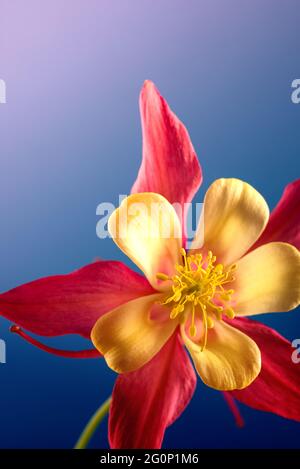Beautiful Red and Yellow Aquilegia glandulosa against bright blue background. Floral wallpaper with aquilegia. Stock Photo