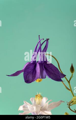 Beautiful Aquilegia glandulosa against dark background. Floral wallpaper with aquilegia. Stock Photo