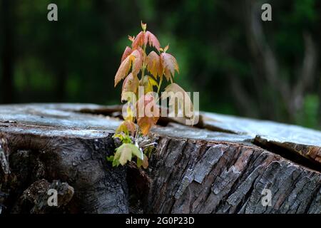 New growth from dead Maple tree in Waushara County, Wisconsin photographed Sunday, May 30, 2021. Stock Photo