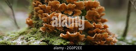 On tree trunk there are orange mushrooms and green moss Stock Photo