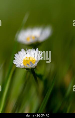 Two Common Daises (Bellis perennis) in a grass lawn Stock Photo