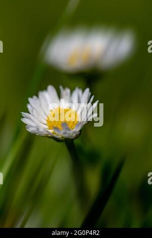 Two Common Daises (Bellis perennis) in a grass lawn Stock Photo