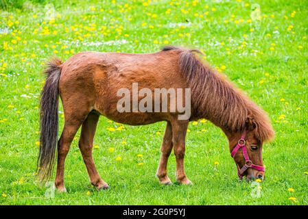 Brown horse - Equus ferus caballus - on fresh green grass in Spring Stock Photo