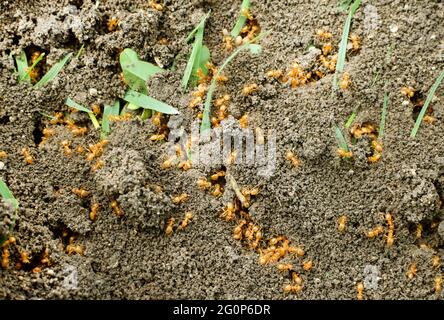 Closeup of an aggregation of yellow meadow ants  (Lasius flavus) on the ground Stock Photo