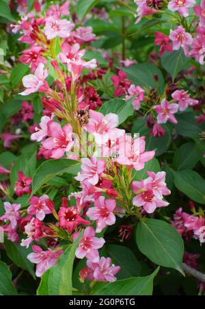 Beautiful pink flowers Weigela florida. Flowers of weigela florida. Blooming garden in spring garden in sunny day. Stock Photo