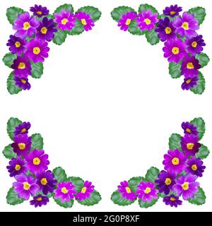 decoration (design) of primrose flowers on a white background Stock Vector