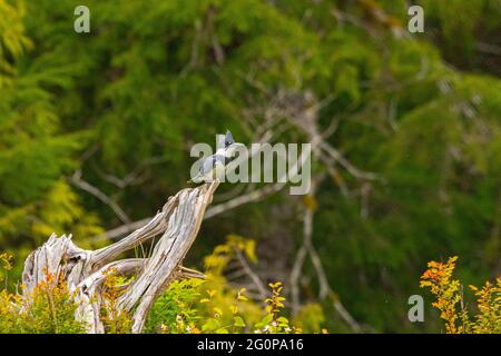 Common Kingfisher perched on a branch in the Temperate Rain Forest Coast of Canada. Stock Photo