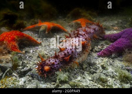 Sea cucumber in the shallow waters. Stock Photo