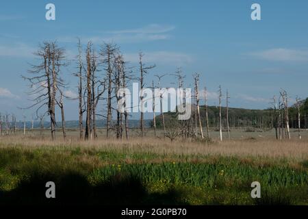 Whiteford National Nature Reserve, The Gower, Wales, UK Stock Photo