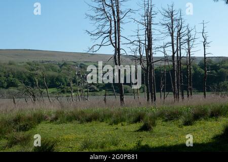 Dead trees on Cwm Ivy Marsh, The Gower, Wales, UK Stock Photo