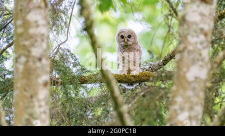A young barred owlet standing on a mossy branch in the forest.  This owl still has down although it is fledged Stock Photo