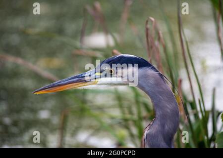 Great blue heron closeup as it stares at water looking for fish Stock Photo