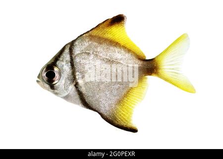 silver moonfish Monodactylus argenteus Aquarium fish Malayan angel isolated Stock Photo