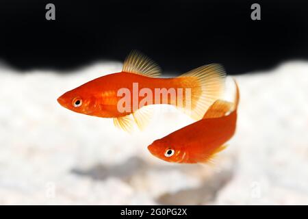 Red Swordtail Xiphophorus Helleri aquarium fish isolated on white Stock Photo