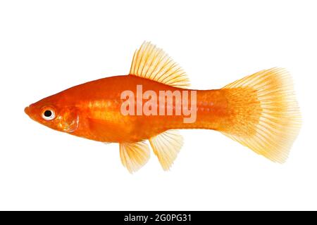 Red Swordtail Xiphophorus Helleri aquarium fish isolated on white Stock Photo