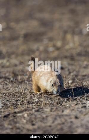Black-tailed Prairie Dog, Cynomys ludovicianus, foraging for food in a prairie dog town in Badlands National Park, South Dakota, USA Stock Photo