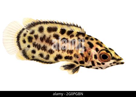 Spotted african leaf fish Ctenopoma acutirostre tropical aquarium fish Stock Photo