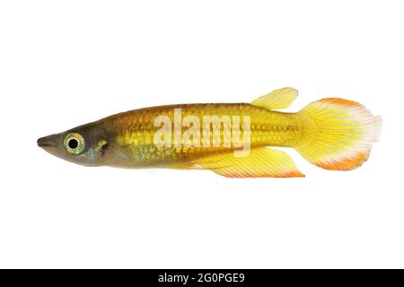 killifish Striped panchax Aplocheilus lineatus tropical aquarium fish Stock Photo