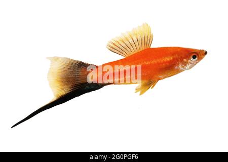 Red Swordtail Xiphophorus Helleri aquarium fish isolated on white Stock Photo