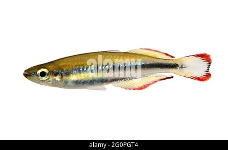 Madagascar rainbowfish Bedotia madagascariensis Madagascan Aquarium Fish Stock Photo