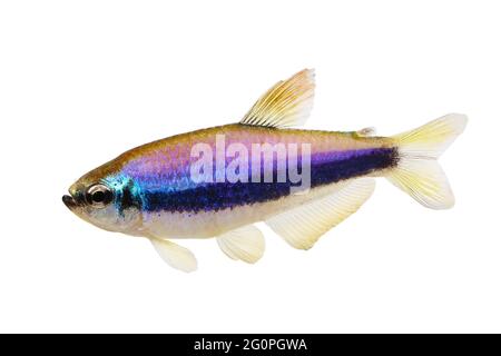 Blue Emperor Tetra Inpaichthys kerri tropical aquarium fish isolated Stock Photo