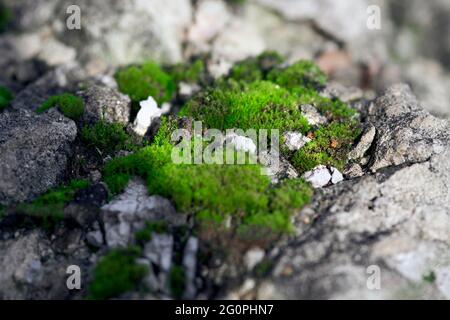 Bright green moss on stones, macro shot Stock Photo