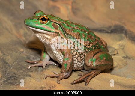 Endangered Growling Grass frog from Southern Australia Stock Photo