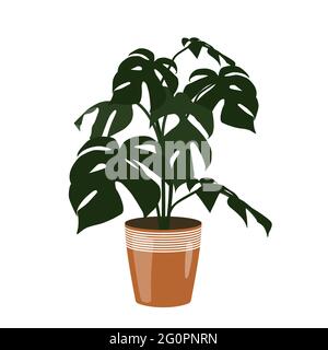 Flat design illustration of houseplant in a brown pot. Green Monstera isolated on white background - vector Stock Vector