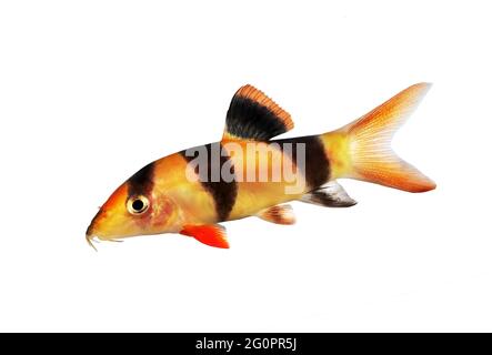 Clown loach tiger botia catfish Botia macracanthus aquarium fish Stock Photo