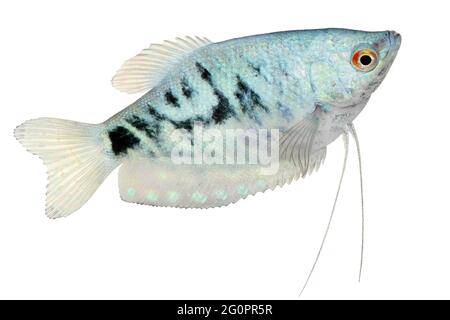 Opaline Gourami Trichopodus trichopterus tropical aquarium fish Stock Photo