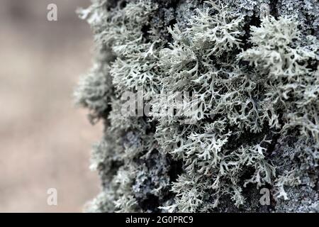 Evernia prunastri gray lichen on a tree trunk Stock Photo