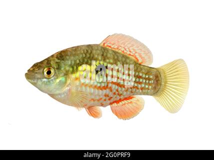 American or Florid Flagfish Jordanella floridae aquarium fish Stock Photo