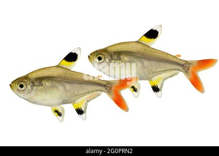 Golden pristella tetra Pristella maxillaris X-ray tetra fish isolated on white Stock Photo