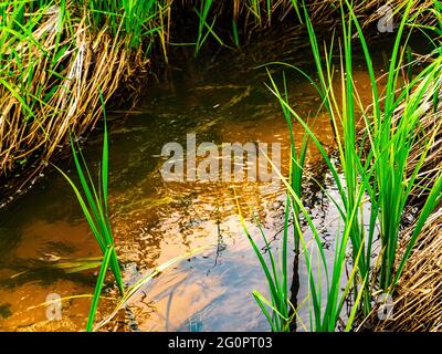 Spring stream of river water with green grassy shore. Freshwater river. Water flow. Green grass. The bottom of the reservoir. Sunlight. Natural backgr Stock Photo