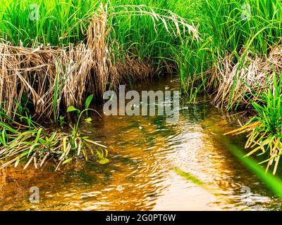 Spring stream of river water with green grassy shore. Freshwater river. Water flow. Green grass. The bottom of the reservoir. Sunlight. Natural backgr Stock Photo