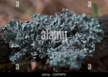 Lichen Hypogymnia physodes on a tree branch.  Stock Photo
