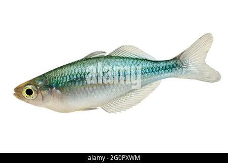 Swarm of Turquoise Rainbowfish Aquarium Fish Lake Kutubu rainbowfish Melanotaenia lacustris Stock Photo