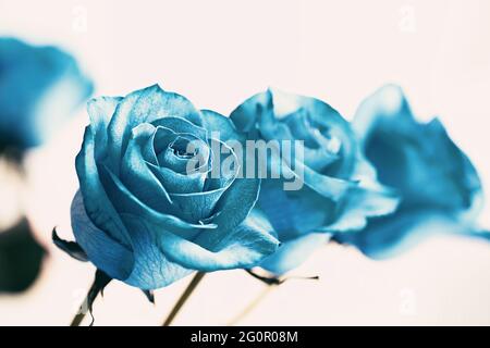 gorgeous blue rose on a light background Stock Photo