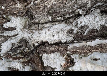 Old tree bark texture brown and white Stock Photo