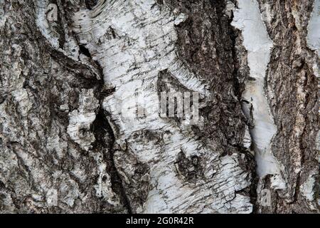 Old tree bark texture brown and white Stock Photo
