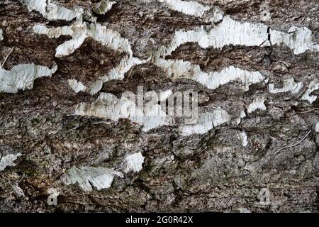 Old tree bark texture brown and white Stock Photo