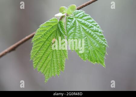 New leaves of Common Hazel, Corylus avellana Stock Photo