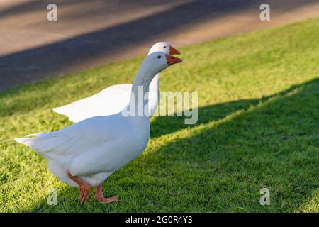 White geese walking on a green grass Stock Photo