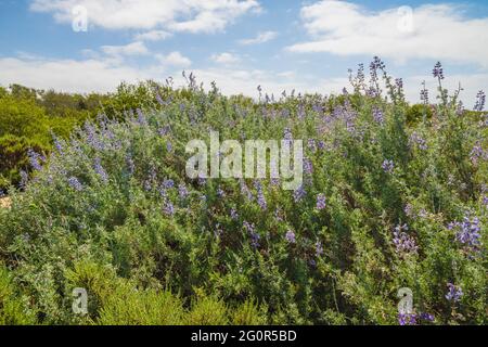 Silver Lupine (Lupinus argenteus) in bloom, silvery-green leaves line the stems, and violet, pea-like flowers are arranged in a showy spike. Stock Photo