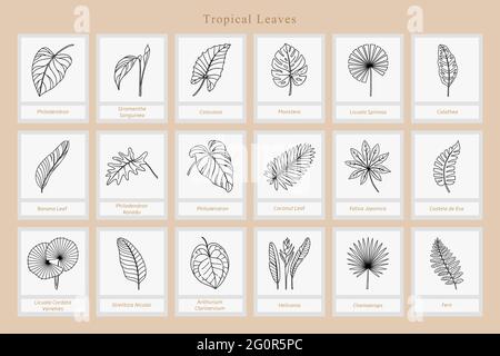 Big Set of exotic tropical leaves. Stock Vector