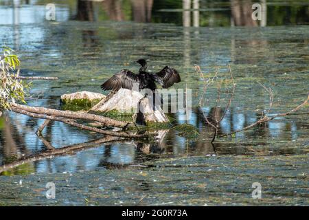 Little Black Cormorant (Phalacrocorax sulcirostris) drying its wings on the rocks by a lake Stock Photo