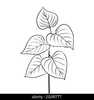 Outlines of lilac leaves. Vector isolated clipart. Minimal monochrome hand-drawn botanical design. Stock Vector