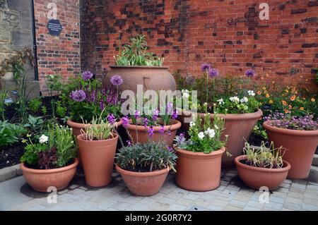 Terracotta Flowerpots on Display in the Bee & Butterfly in the Weston Walled Garden at RHS Garden Bridgewater, Worsley, Greater Manchester, UK. Stock Photo