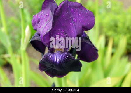 Raindrops on a Tall Dark Purple Bearded Iris 'Loyalist' on Display at RHS Garden Bridgewater, Worsley, Greater Manchester, UK. Stock Photo